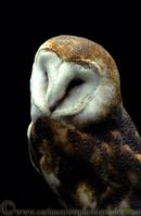 Barn Owl